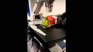 Strawberry 🍓 under a Microscope 🔬 Iris The Goo Goo Dolls reactionvideo fruit crazyshorts [upl. by Ydarb]