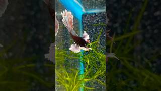 Dambo ear fighter fish in aquariumaquarium tipsshorts viralvideo video aquarium arijitsingh [upl. by Damahom931]