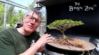 Repotting My African Style Serissa The Bonsai Zone April 2024 [upl. by Immat391]