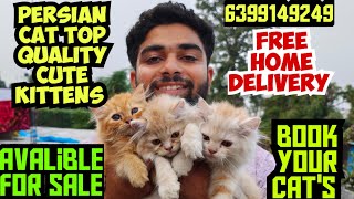 😺Persian Cats For Sale  Quality kittens For Sale  Persian Cat  Persian cat price in india cat [upl. by Asoral]