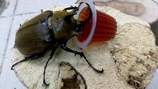 Megasoma gyas prandii feeding Beetle Jelly [upl. by Painter]