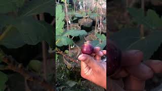 ত্বীন ফল পবিত্র কোরআনে বর্নীত ফল। Fig harvesting and tasting sweet colorful fig fruitcutting [upl. by Akihsar]