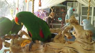 Eclectus Parrot Nail Trimming Song [upl. by Silecara57]