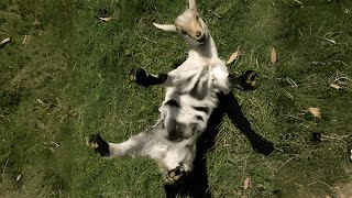 How Do Fainting Goats Survive in the Wild [upl. by Elleda]