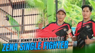 DOUBLE WINNER BUKTIKAN KUALITAS  ZENA SINGLE FIGHTER [upl. by Airetal]