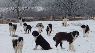 20 PASA TORNJAKA ČUVA OVCE NA PLANINI OD NAPADA VUKOVA I MEDVJEDA [upl. by Nylynnej]