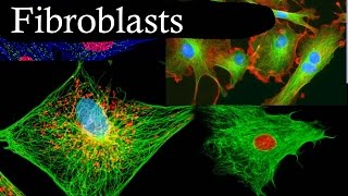 Fibroblasts In 3 Minutes [upl. by Jaenicke]