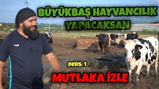 BÜYÜKBAŞ HAYVANCILIK NASIL YAPILIR  SÜT HAYVANCILIĞI GİRİŞ DERSİ [upl. by Akinhoj]