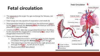 Fetal Circulation  Cardiovascular system  Step 1 Simplified [upl. by Zamir]