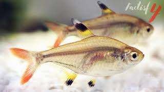 Interesting Facts You Should Know About Fish XRay Tetra [upl. by Limber907]