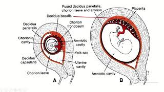 Decidua Differentiation A Comprehensive Guide to Basalis Capsularis and Parietalis [upl. by Ziagos]