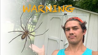 Identifying the Brown Recluse Spider Infestation  Example and Treatment [upl. by Ob770]