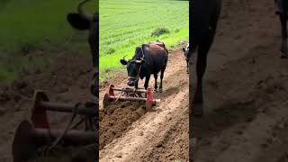 youtubeshorts agriculture viralvideo [upl. by Arretak]