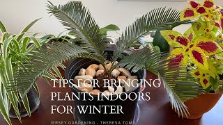 STEPS BEFORE BRINGING PLANTS INDOORS FOR WINTER  OVER WINTERING ANNUALS [upl. by Alihet]