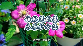 铁线莲春天长时间不发芽要注意了，这样做可以促使它苏醒萌芽 [upl. by Annoel217]