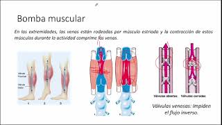 Sistema cardiovascular Hemodinamia Circulación venosa bombas del cuerpo y presión venosa central [upl. by Schild80]