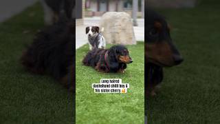 Long haired dachshund amp Smooth Haired 🥰🤣 dachshund miniaturedachshund dog shorts love fyp [upl. by Nilorac]