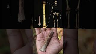 Archaic human hobbits were even shorter than we thought 700000yearold teeth and bone reveal [upl. by Rosenberg]