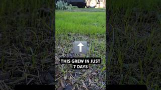 We have germination 7 days exactly lawncare overseeding ryegrass lawnrehab lawncarepro [upl. by Ralf]