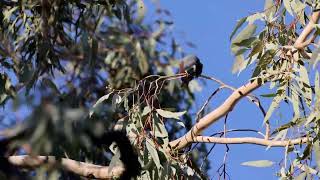 White browed Woodswallow 04042023 [upl. by Desta]