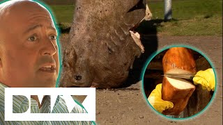 quotIt Smells Like Ammoniaquot Andrew Zimmern Eats Rotten Shark In Iceland  Bizarre Foods [upl. by Hecht]