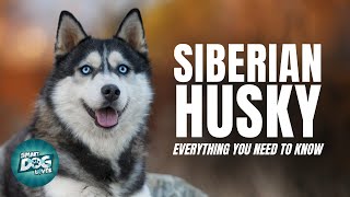 Siberian Husky Dogs 101 Everything You Need To Know [upl. by Im]