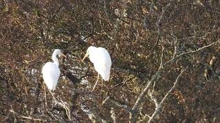 Great Egrets 3  Lochore Meadows CP  Fife  12112024 [upl. by Appel]