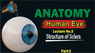 Sclera  Anatomy of Sclera  Structure of Sclera  Composition of Sclera  Made easy  Top lesson4u [upl. by Harley]