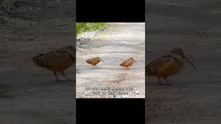 Birds with the grooviest dance moves woodcock animalfacts [upl. by Malony]