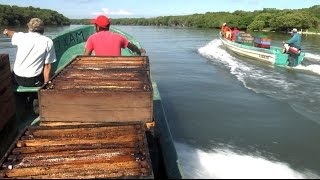 Miel de Mangle en el Golfo de México [upl. by Westberg]