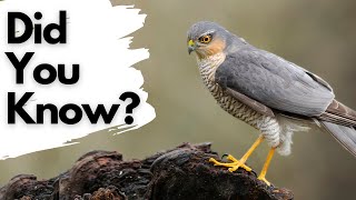 Things you need to know about SPARROWHAWKS [upl. by Aible60]