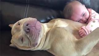 Funny Pitbull and American Bully Videos [upl. by Evy447]