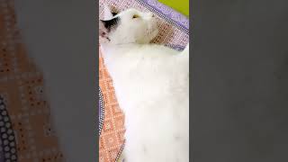 Winter m ye mjak nhi krna🐈youtubeshortsshortsvideo cuteecats catlover trendingveido funnycat [upl. by Bell276]