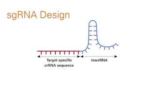 Single guide RNA  Structure [upl. by Woodhouse165]