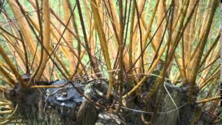 Salix viminalis  Common Osier  Basket Willow [upl. by Edrick]