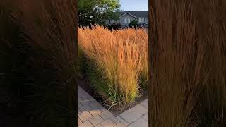 Calamagrostis Karl Foerster in August [upl. by Skricki]