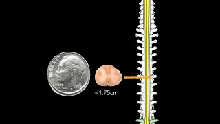 Spinal cord Topography [upl. by Naujak]