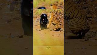 ¡Oso bezudo vs Tigre de bengala osobezudo vs tigredebengala animalessalvajes [upl. by Anu296]