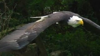 Bald Eagle Flying Display [upl. by Tima]