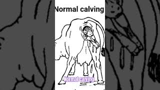 Normal calving [upl. by Lucky]