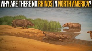 Why Are There No Rhinos In North America [upl. by Nella]