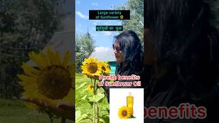 Health benefits of Sunflower oilसूरज़मुखी का फूल 🌻shortsvideo flower sunflowers organicoil [upl. by Nairehs610]