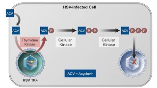 Pharmacology of Acyclovir Antiviral drug Mechanism of action clinical uses and side effects [upl. by Eicaj179]