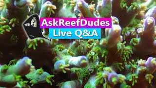 AskReefDudes Live QampA  Saltwater Reef Tank Chat [upl. by Sue965]