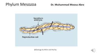 Phylum Mesozoa [upl. by Immat]