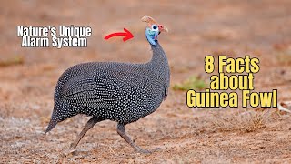 8 Facts about Guinea Fowl 💯 🦃 Benefits of Guinea Fowl Bird 🍄 [upl. by Laurice]