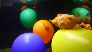 Balloon lumpfish in Tokyo [upl. by Randene]