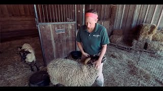 TRADITIONAL 18th Century Sheep Shearing [upl. by Narud]