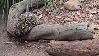 The Echidna Sydney Australia [upl. by Alarice740]