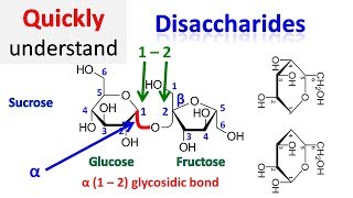 Disaccharide [upl. by Hedgcock376]